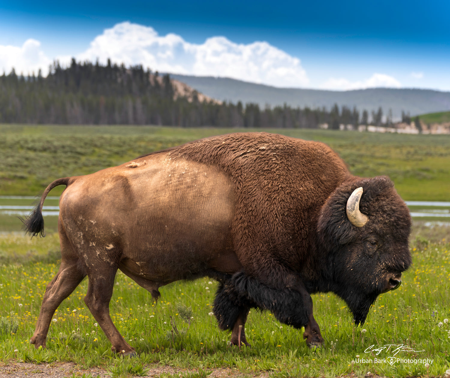 America the Beautiful