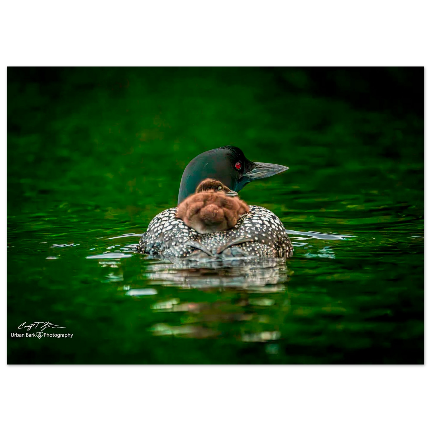 c815f272-4de6-472e-a797-dd64cafb0916