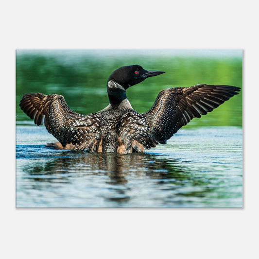 A colorful loon stretches their wings while glancing back at the photographer.