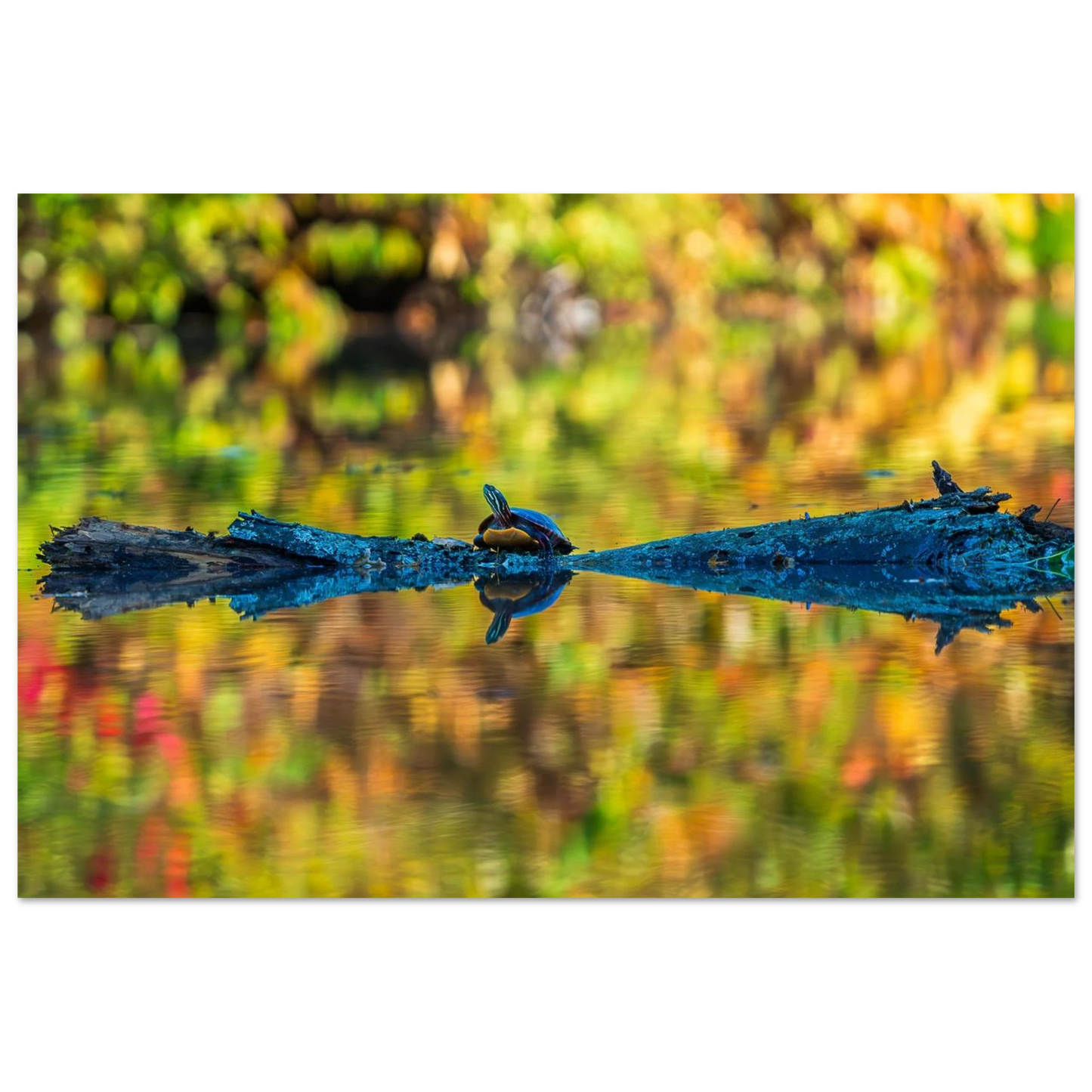 3f5eab03-4096-455a-b30e-57f765a2430d