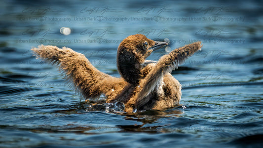 Fuzzy Flapping — Baby Loon  High-Resolution Digital Wallpaper