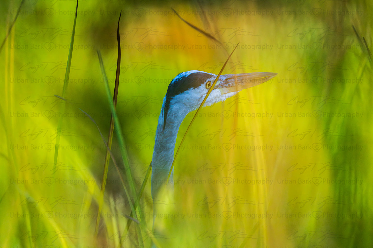 Twilight Heron in Tall Grasses – High-Resolution Digital Wallpaper