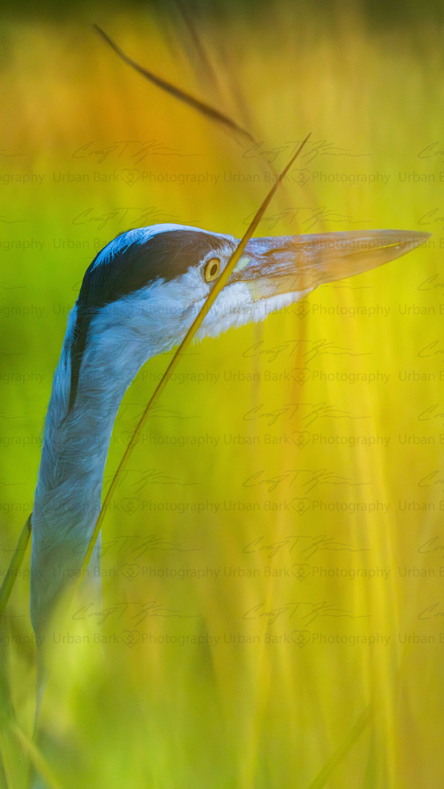 Twilight Heron in Tall Grasses – High-Resolution Digital Wallpaper