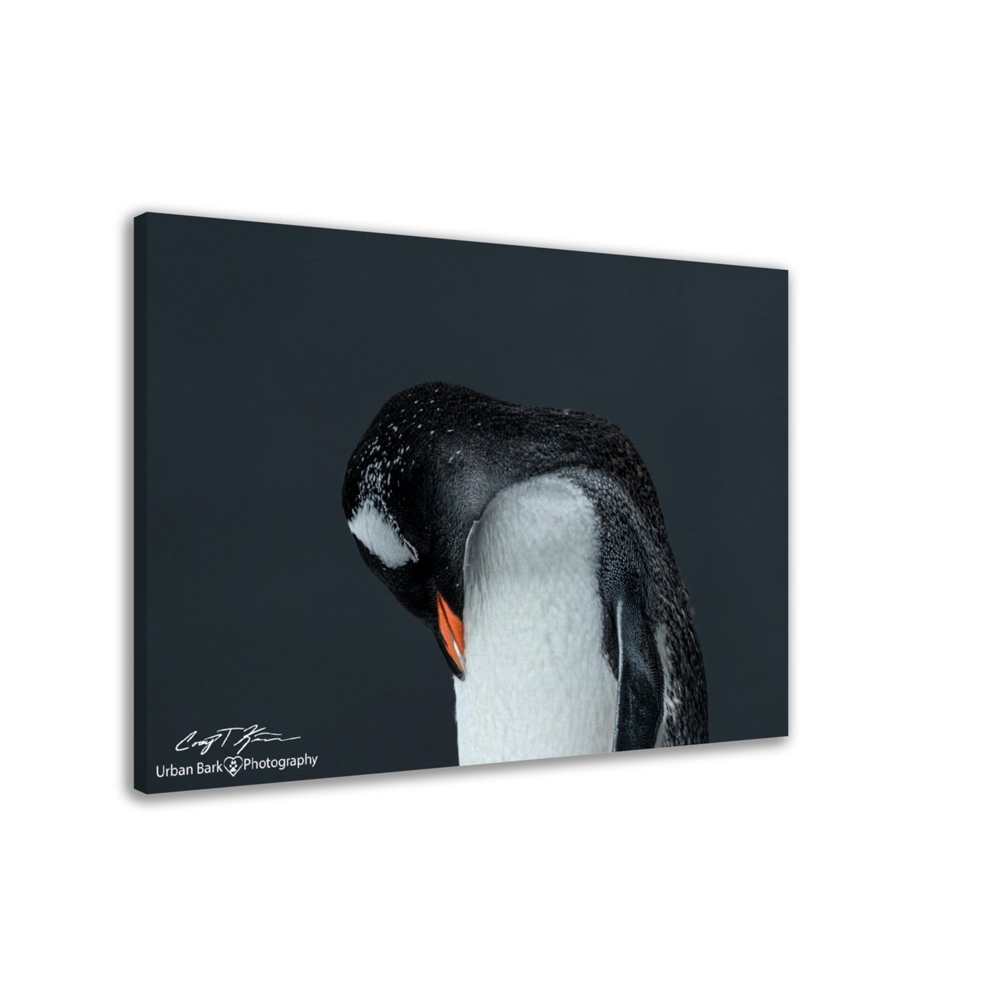 Gentoo Sleeping-Canvas