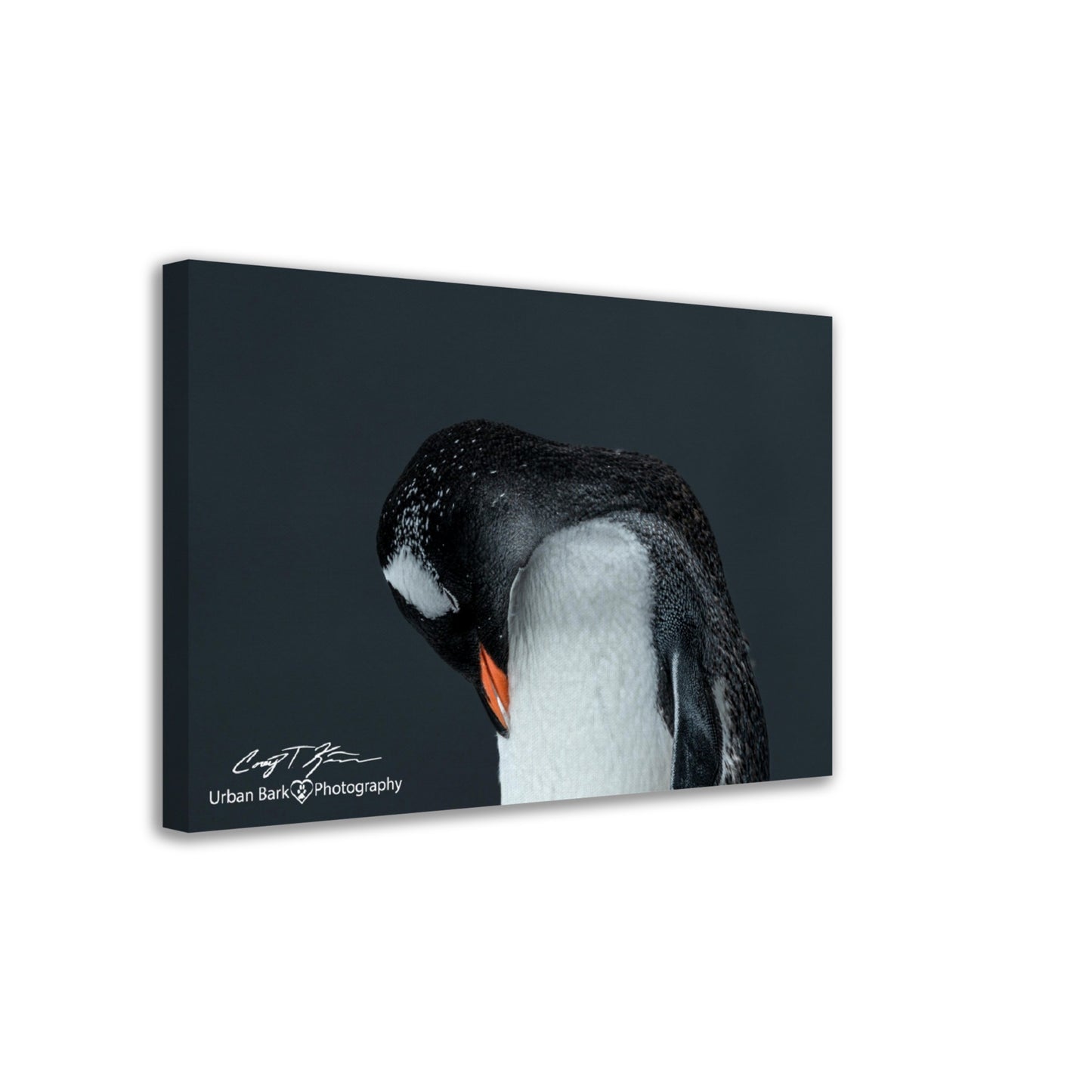 Gentoo Sleeping-Canvas