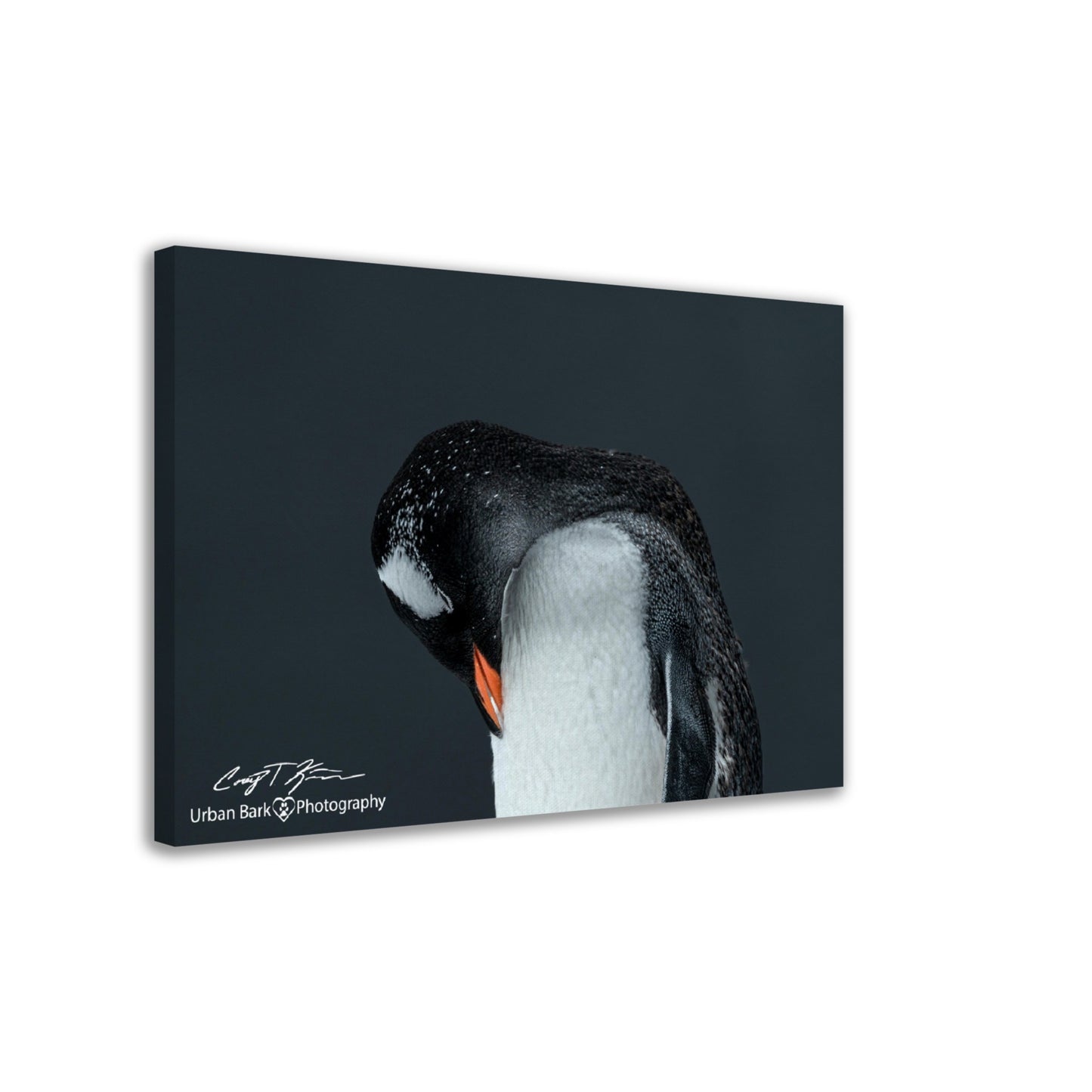 Gentoo Sleeping-Canvas