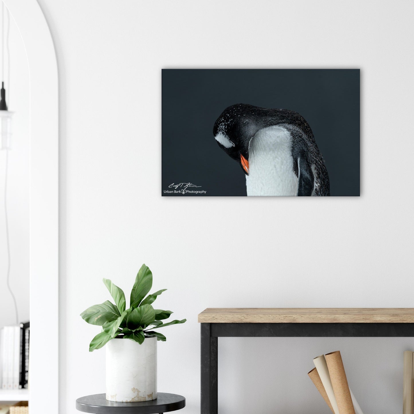 Gentoo Sleeping-Canvas