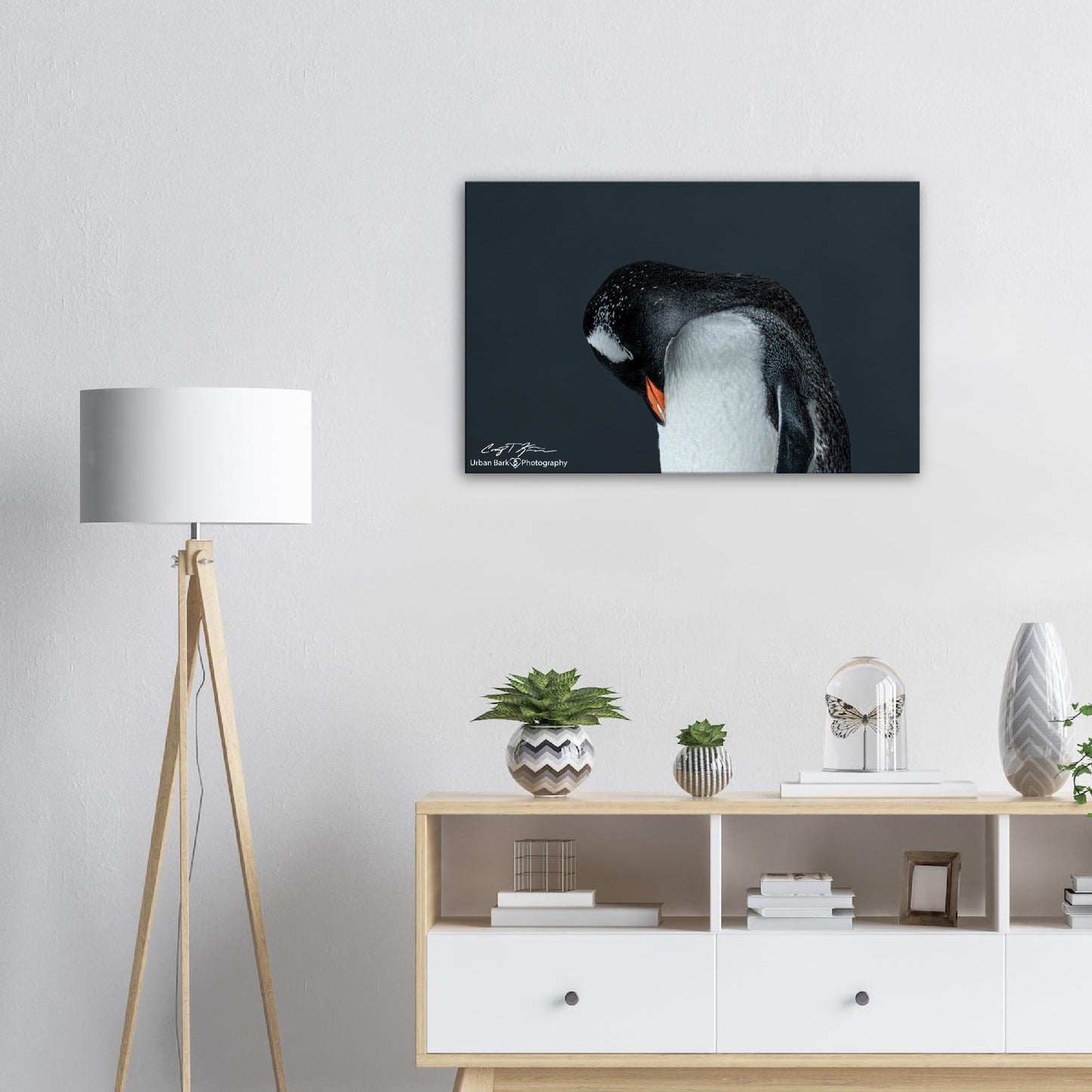 Gentoo Sleeping-Canvas