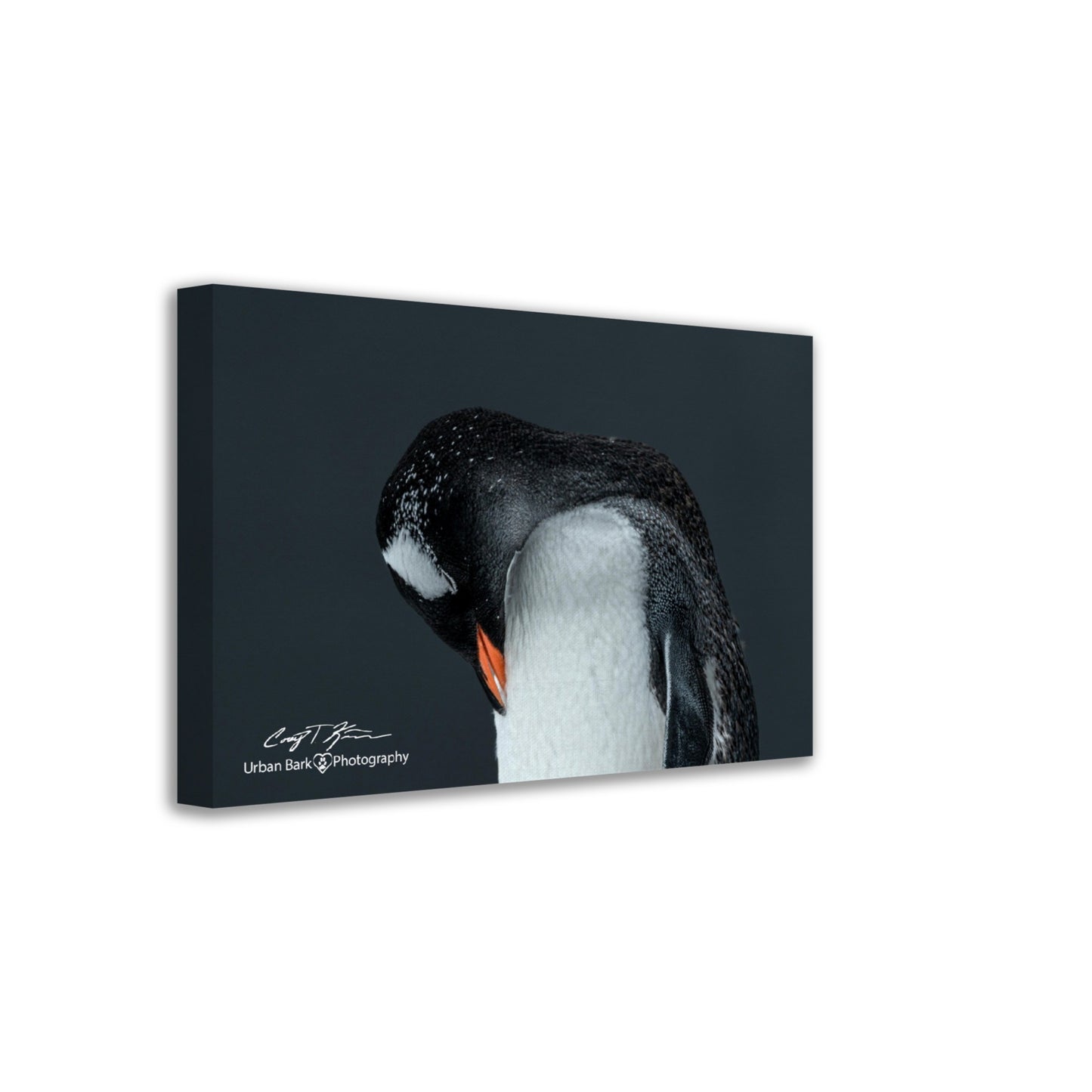 Gentoo Sleeping-Canvas