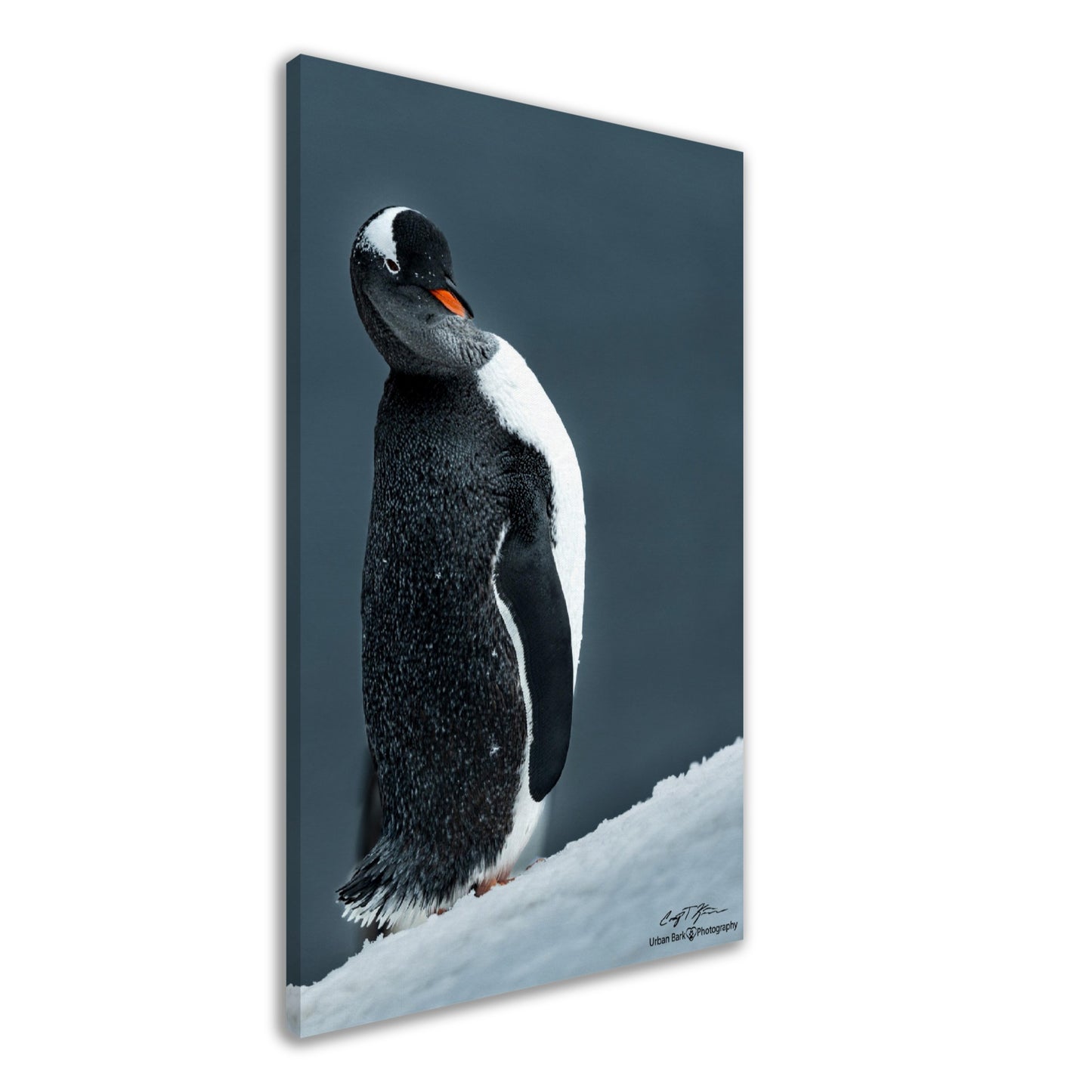 Sassy Gentoo-Canvas