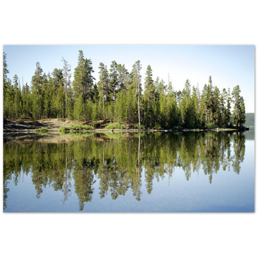 Forest Reflections-Print