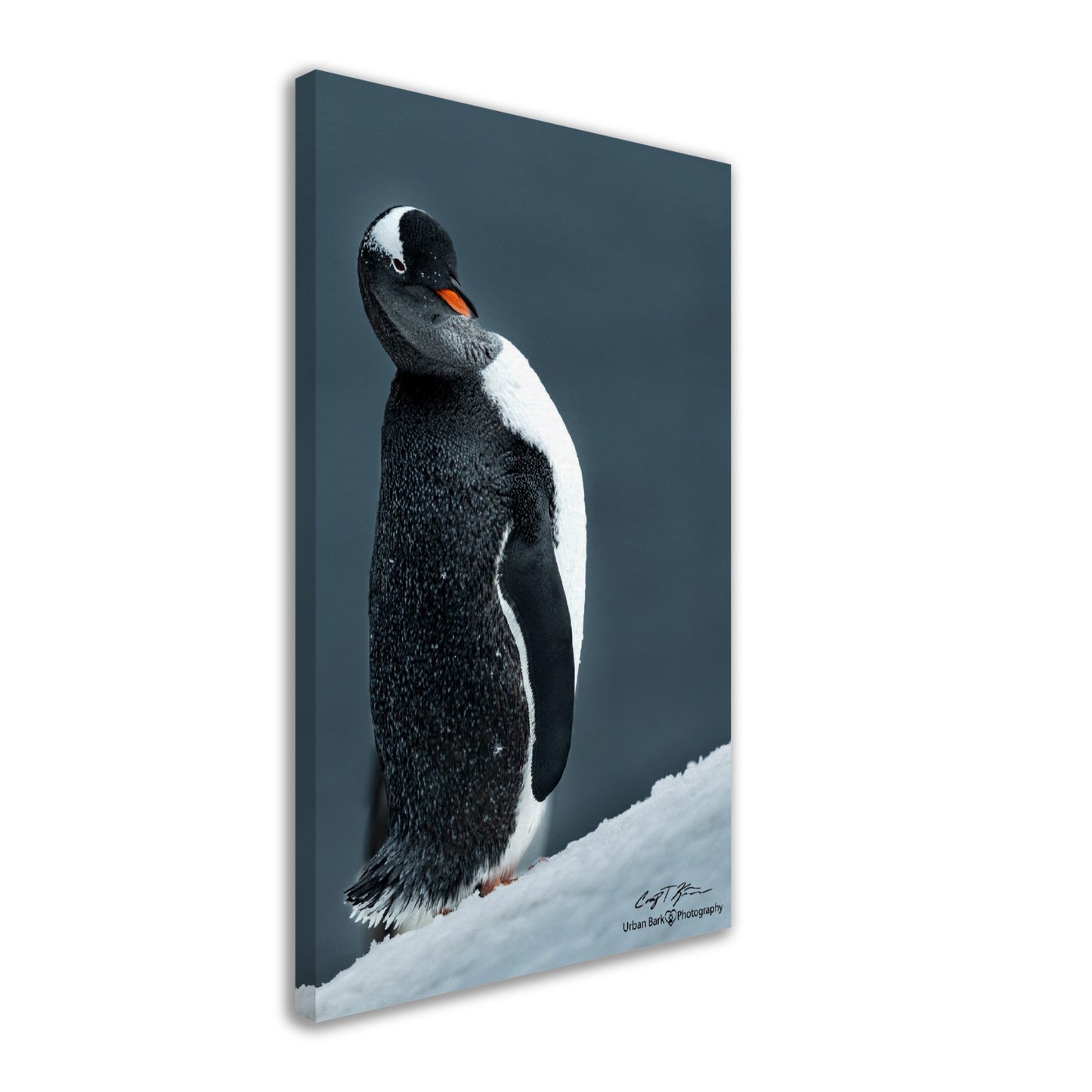 Sassy Gentoo-Canvas