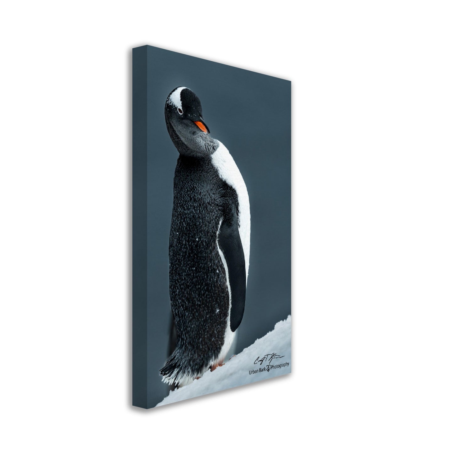 Sassy Gentoo-Canvas