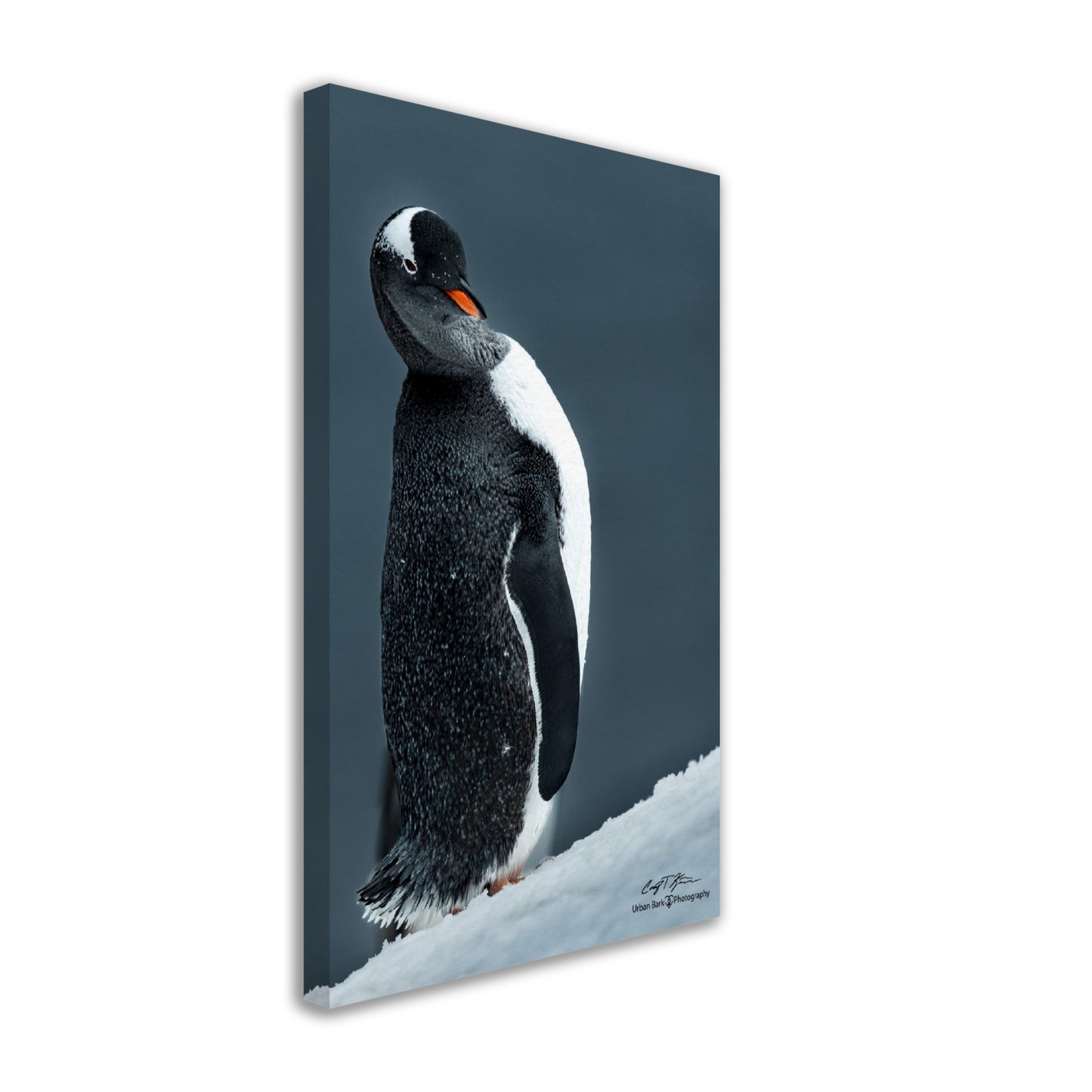 Sassy Gentoo-Canvas