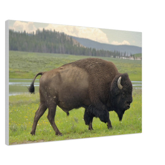 Bison on the Prairie-Canvas