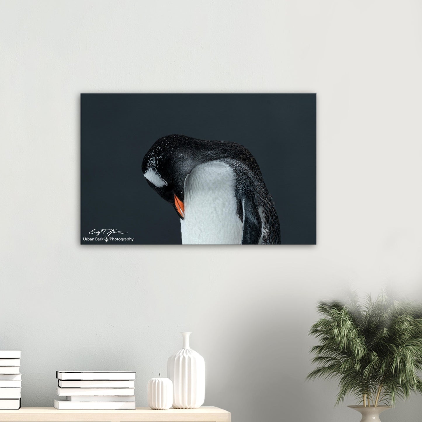 Gentoo Sleeping-Canvas