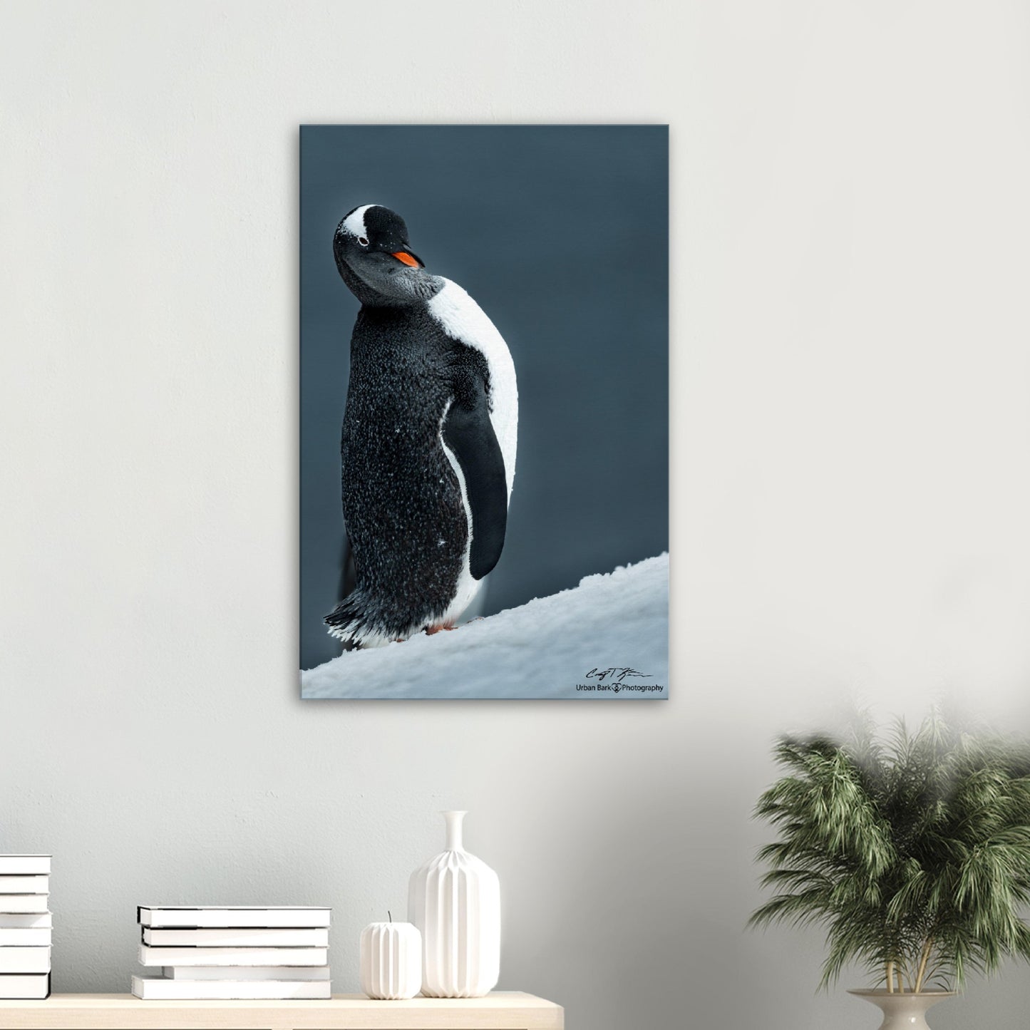 Sassy Gentoo-Canvas